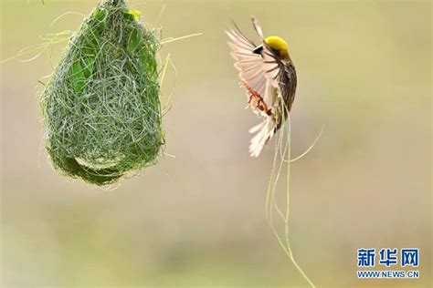 鳥築巢怎麼辦|【鳥在窗户築巢怎麼辦】巧解鳥在窗户築巢困擾：3招輕鬆驅走小。